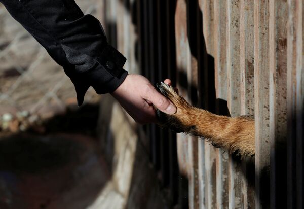 Охранная собака в Запретном городе в Пекине - Sputnik Абхазия