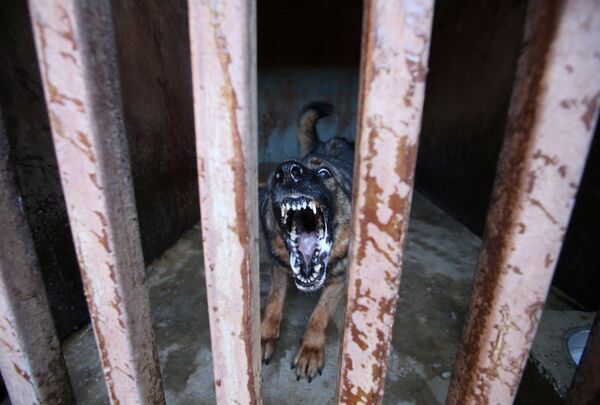 Охранная собака в клетке Запретного города в Пекине - Sputnik Абхазия