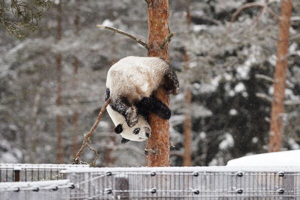 Панда Луми во время снегопада в зоопарке Эхтяри, Финляндия - Sputnik Абхазия