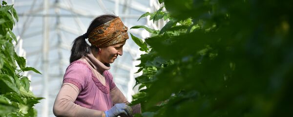 Производство томатов в тепличном комплексе села Кындыг Производство томатов в тепличном комплексе села Кындыг - Sputnik Абхазия