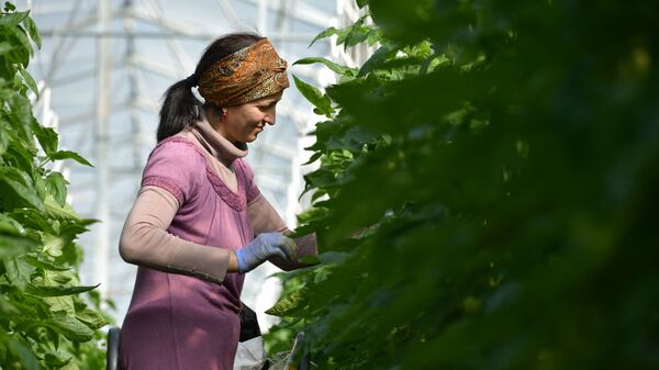 Производство томатов в тепличном комплексе села Кындыг - Sputnik Абхазия