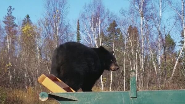 Двух медвежат уговаривали покинуть мусорный контейнер в США - Sputnik Абхазия