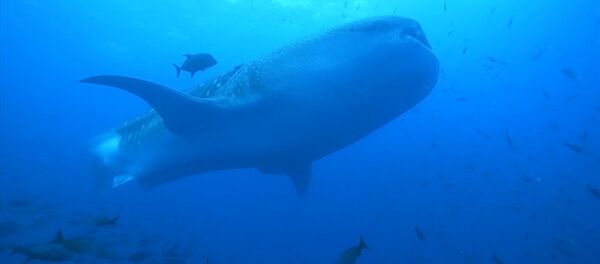 Китовая акула - Sputnik Абхазия