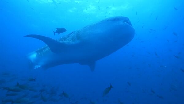 Китовая акула - Sputnik Абхазия