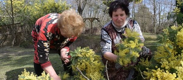 Желтый символ 8 марта: как в Абхазии собирают мимозу - Sputnik Абхазия