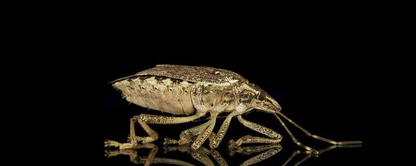 Мраморный клоп Мраморный клоп - Sputnik Аҧсны