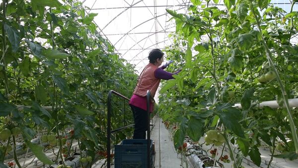 Как на термальном источнике томаты выращивают - Sputnik Абхазия