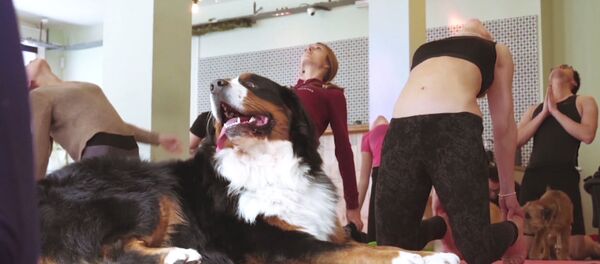 Дога: йога с собаками - Sputnik Абхазия