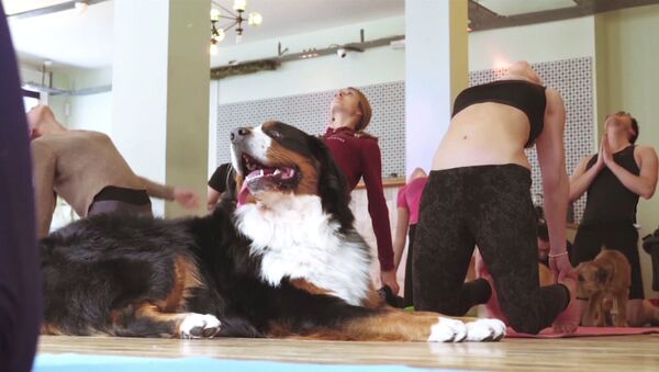 Дога: йога с собаками - Sputnik Абхазия