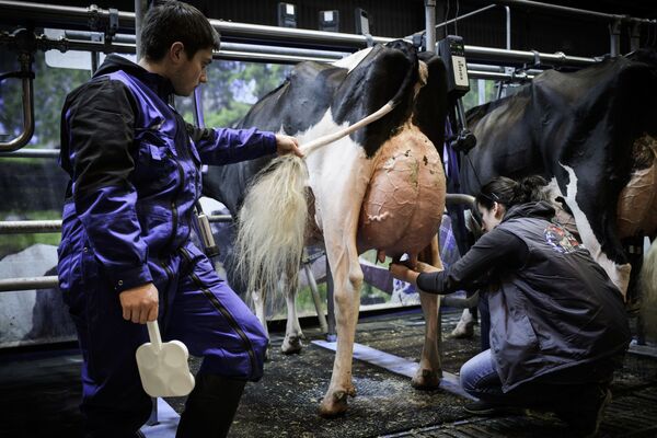 Подготовка коровы к дойке с помощью автоматической системы на 55-й Международной сельскохозяйственной ярмарке в Париже - Sputnik Абхазия