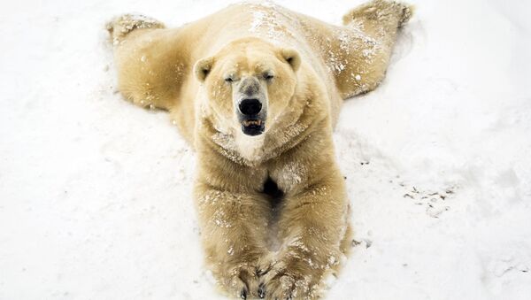 Белый медведь играет на снегу в Йоркширском парке дикой природы в Донкастере, северная Англия - Sputnik Абхазия