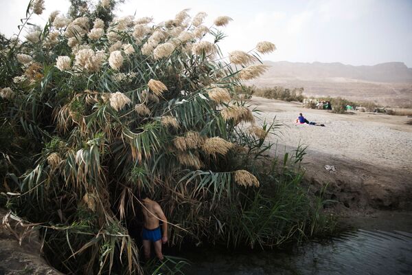 Мужчина стоит среди тростника, на берегу Мертвого моря, Западный берег - Sputnik Абхазия