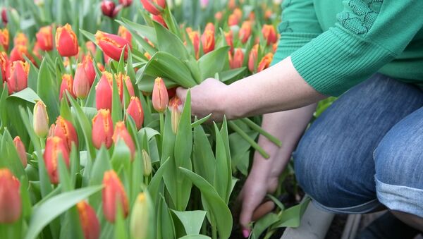 Принц из далекой Голландии: как в Сухуме выращивают тюльпаны - Sputnik Абхазия