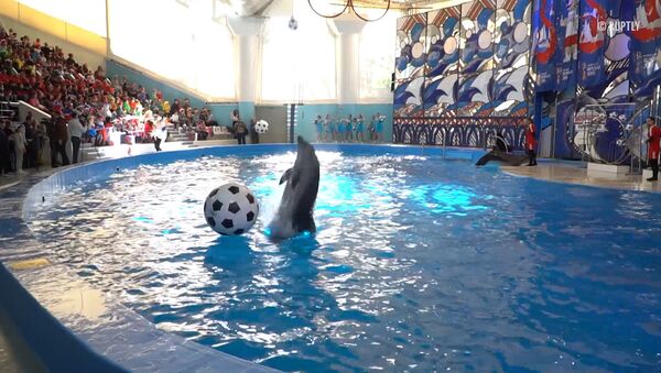 Футбольное шоу в дельфинарии - Sputnik Абхазия
