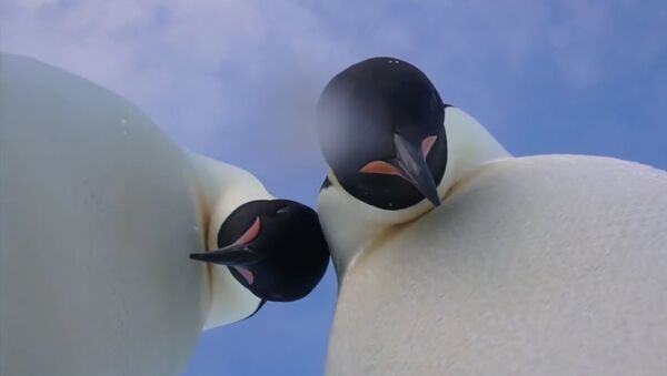 В Антарктиде пингвины провели мастер-класс по селфи - Sputnik Абхазия