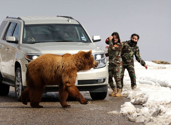 Курдские женщины-военные Пешмерга и журналисты выпускают в дикую природу медведя, спасенного активистами - Sputnik Абхазия