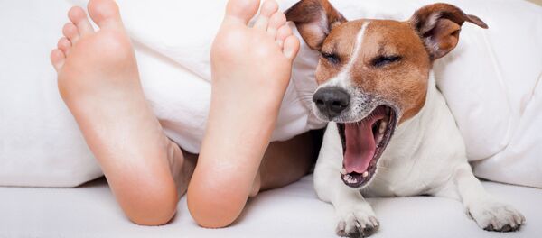 Зевающая собака Зевающая собака - Sputnik Абхазия