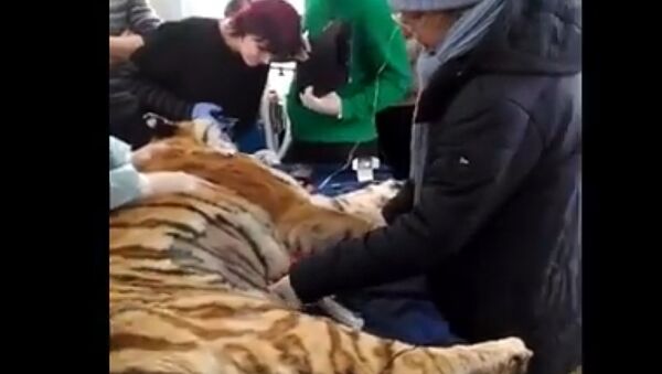 В Приморье успешно прооперировали раненую тигрицу - Sputnik Абхазия