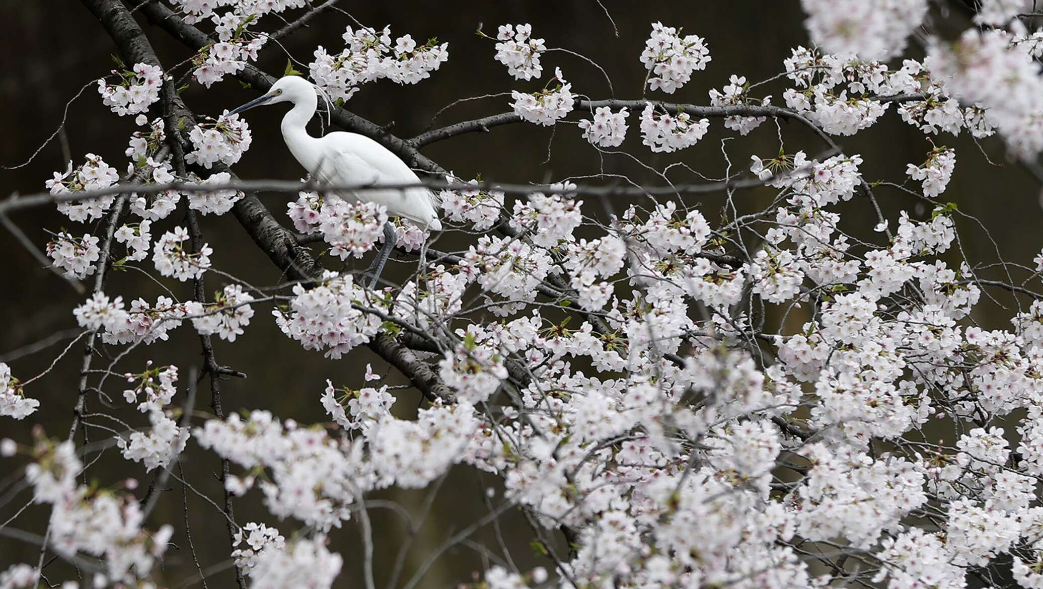 цветение сакуры на сахалине. аяка сакура геншин. сакура геншин импакт инадзума. сакура геншин импакт фарм. сакура собирать.