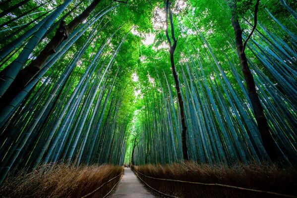 Бамбуковый лес Сагано в Японии - Sputnik Абхазия