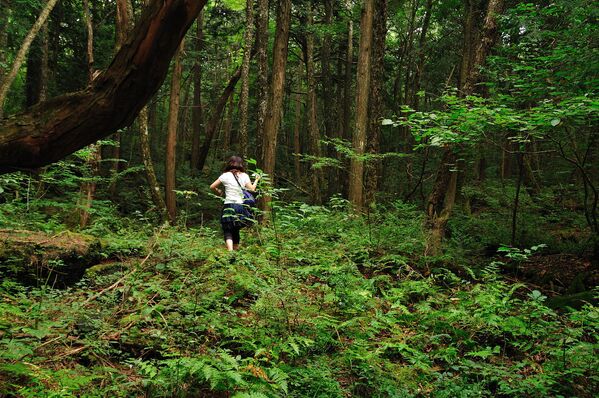 Лес Аокигахара или Дзюкай, расположенный на северо-западном подножии горы Фудзи в Японии - Sputnik Абхазия