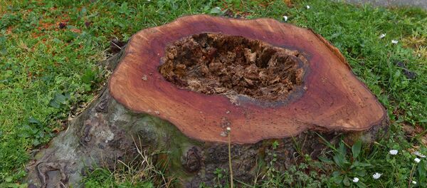 Сруб платана - Sputnik Абхазия