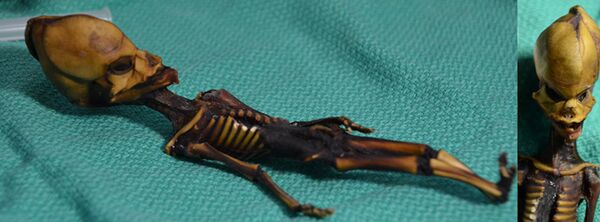 Атакамский гуманоид, найденный в 2003 году в пустыне в Перу Атакамский гуманоид, найденный в 2003 году в пустыне в Перу - Sputnik Абхазия