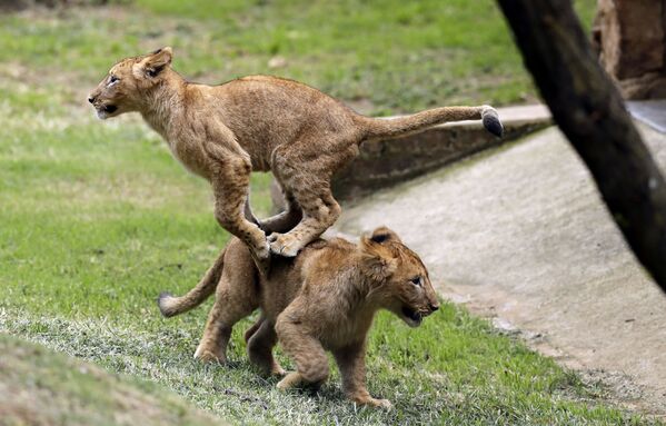 Два львенка играют в зоопарке Йоханнесбурга, Южная Африка - Sputnik Абхазия