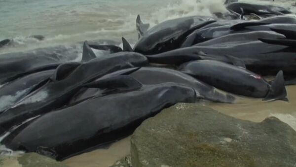 В Австралии на берег выбросились более 150 дельфинов - Sputnik Абхазия