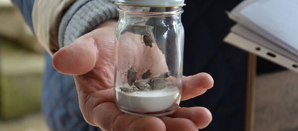 Борьба с Мраморным клопом - Sputnik Абхазия