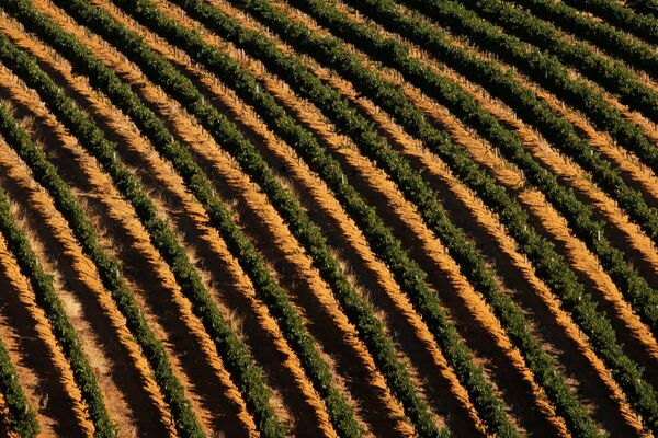 Полузасохшие виноградники возле Кейптауна, Южная Африка - Sputnik Абхазия