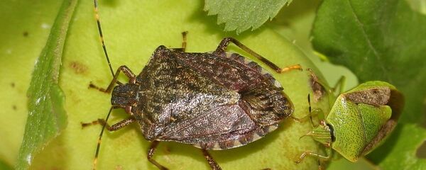 Мраморный клоп Мраморный клоп - Sputnik Абхазия