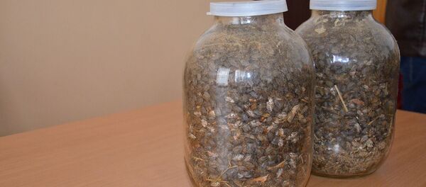 Мраморный клоп, которого собрали жители Гулрыпшского района Мраморный клоп, которого собрали жители Гулрыпшского района - Sputnik Абхазия