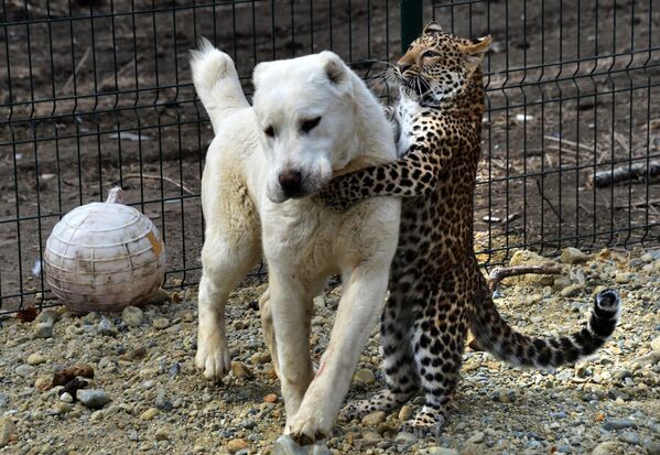 Среднеазиатская овчарка Эльза и детеныш леопарда Милаша во время прогулки в владивостокском пригородном зоопарке Садгород - Sputnik Абхазия