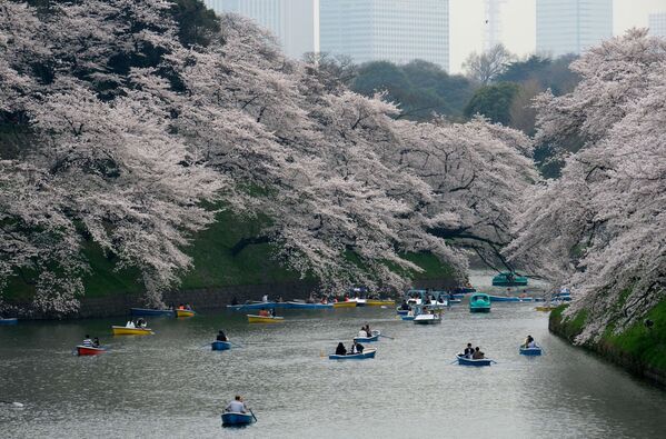 Люди катаются на лодках под ветвями цветущей сакуры в Токио, Япония - Sputnik Абхазия