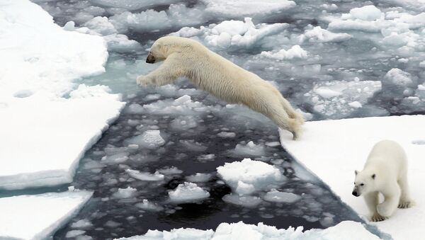 Белый медведь на льдине в Северном ледовитом океане. - Sputnik Абхазия