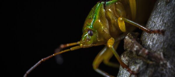 Клоп - Sputnik Абхазия