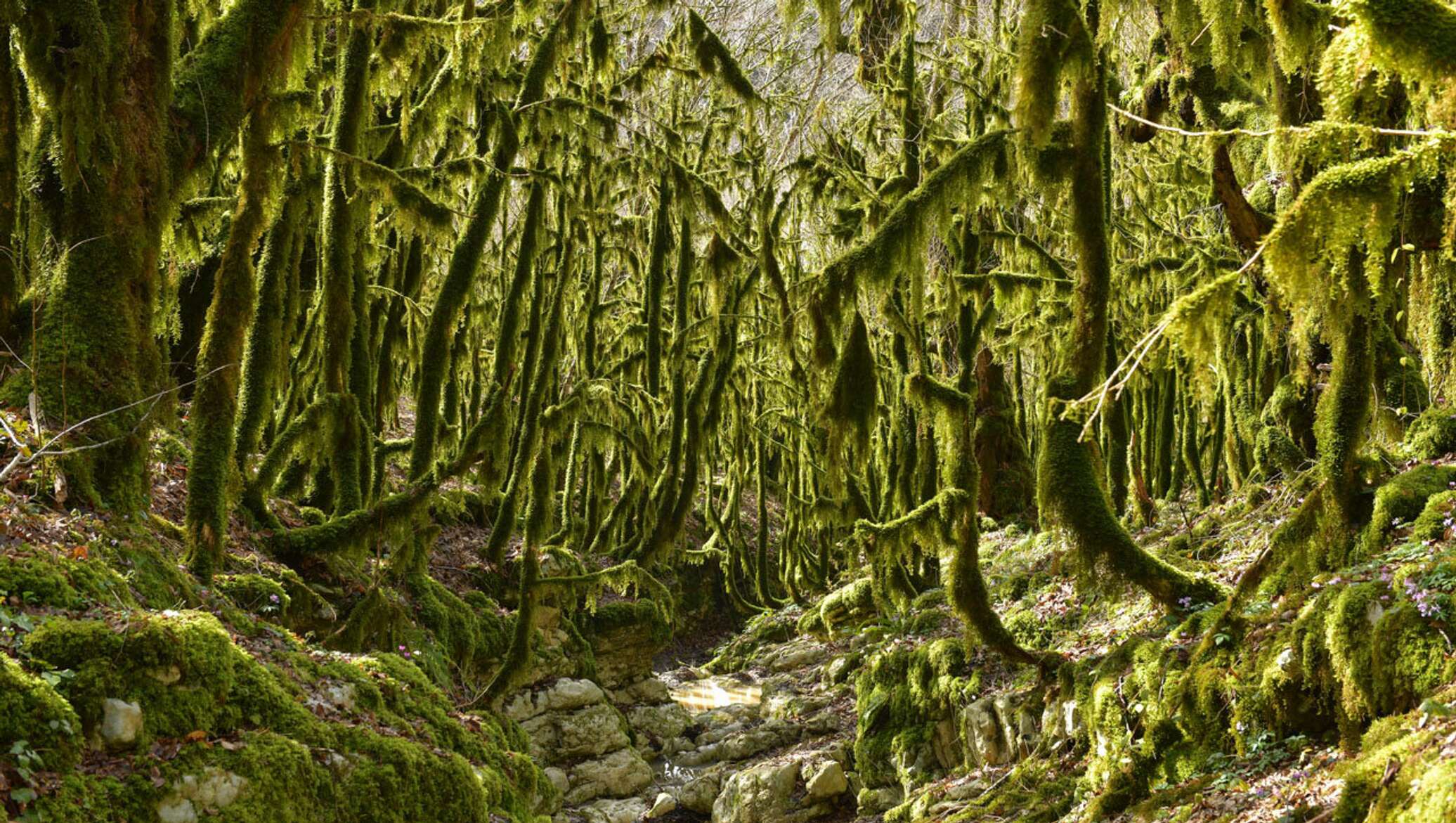 Идите лесом: как Абхазии сберечь свое зеленое богатство