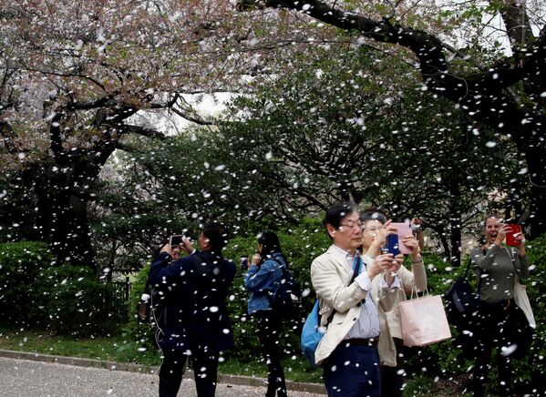 Цветение сакуры в парке Токио, Япония - Sputnik Абхазия