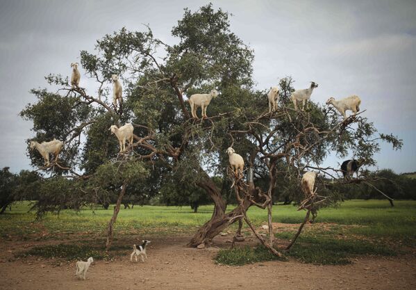 Козы ищут пропитание на Аргановом дереве на юго-западе Марокко - Sputnik Абхазия