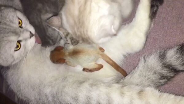 В Алма-Ате кошка усыновила новорожденного бельчонка - Sputnik Абхазия