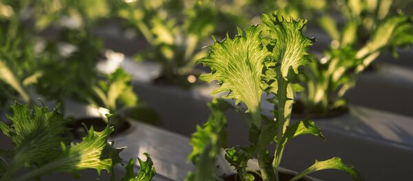 Рассада салата Рассада салата - Sputnik Абхазия