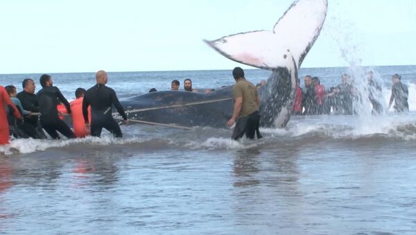 Выбросившегося на берег горбатого кита спасли в Аргентине - Sputnik Абхазия