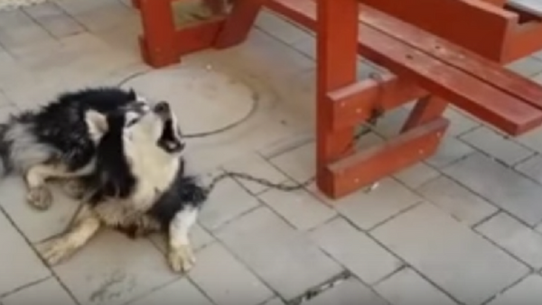 Потерявшийся пес нашел хозяина, спев песню - Sputnik Абхазия