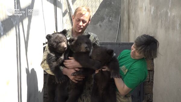 Дружные и самостоятельные: в Крыму родилась тройня медвежат - Sputnik Абхазия