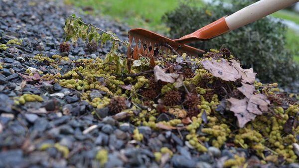 Республиканский субботник в Сухуме - Sputnik Абхазия