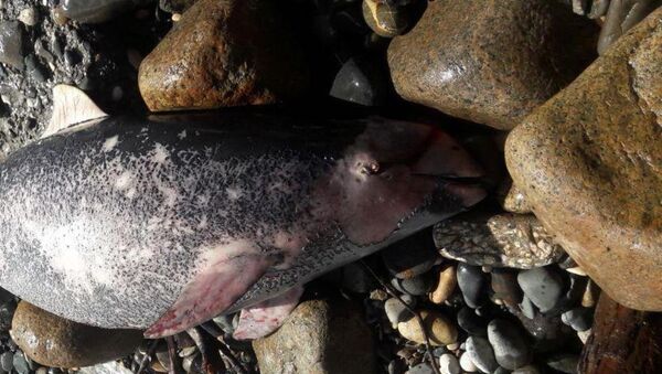 Мертвый дельфин вынесенный на берег Сухумской бухты - Sputnik Абхазия