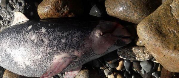 Мертвый дельфин вынесенный на берег Сухумской бухты - Sputnik Абхазия