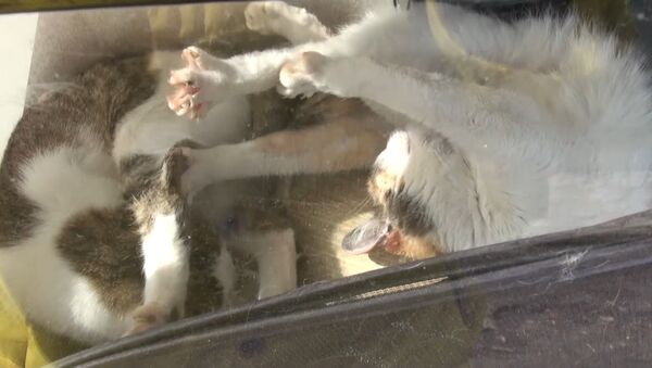 в Уфе бездомных кошек держали в запертом авто - Sputnik Абхазия
