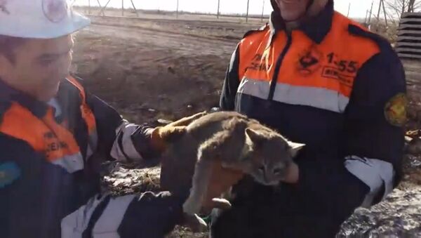 Спасатели в Караганде спасли кошку, застрявшую в бетонной плите - Sputnik Абхазия